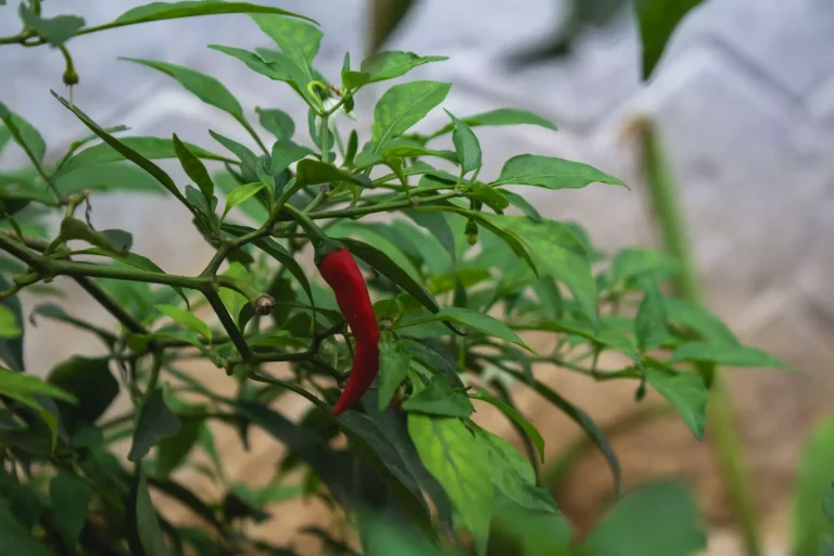 Come potare il peperoncino